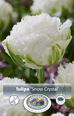 Tulipa Double Late Snow Crystal | 80 pce