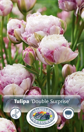 Tulipa Double Late Surprise | Cappers 5 x 20