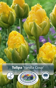 Tulipa Double Late Vanilla Coup | Cappers 5 x 20