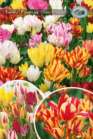 Tulipa Fantasy Club Blend | Cappers 12 x 25