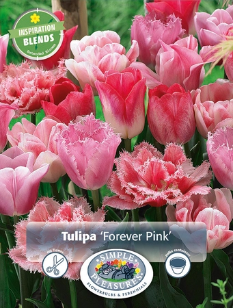 Tulipa Forever Pink | Cappers 10 x 15