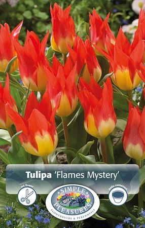 Tulipa Fosteriana Flames Mystery | 80 pce