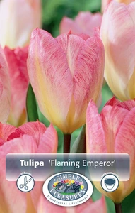 Tulipa Fosteriana Flaming Emperor | Cappers 5 x 20