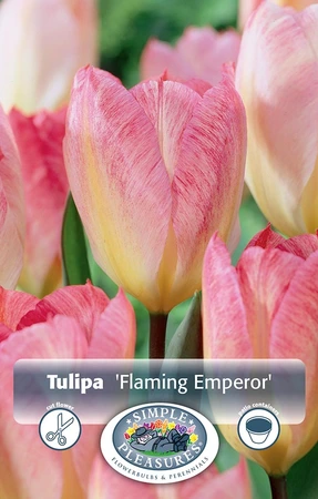 Tulipa Fosteriana Flaming Emperor | 80 pce