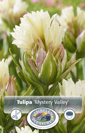 Tulipa Fosteriana Mystery Valley | Cappers 5 x 20