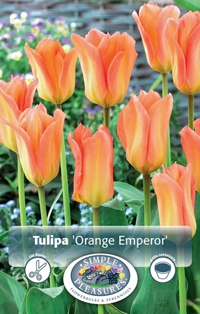 Tulipa Fosteriana Orange Emperor | Cappers 5 x 20