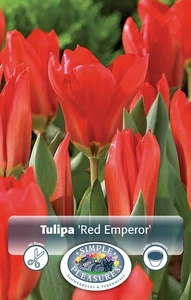 Tulipa Fosteriana Red Emperor | 80 pce