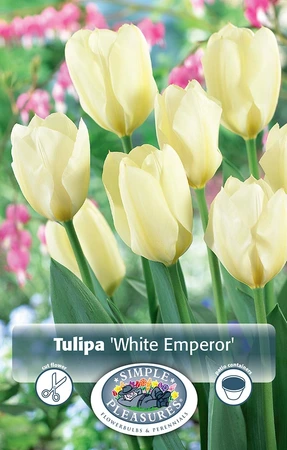 Tulipa Fosteriana White Emperor | Cappers 5 x 20