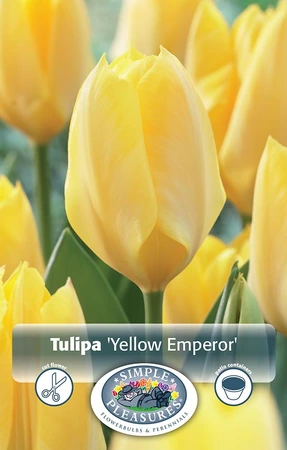 Tulipa Fosteriana Yellow Emperor | Cappers 5 x 20