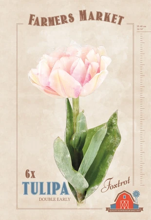 Tulipa Foxtrot | Cappers 6 x 20