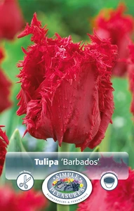 Tulipa Fringed Barbados | Cappers 5 x 20