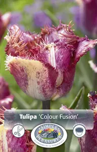 Tulipa Fringed Colour Fusion | 80 pce