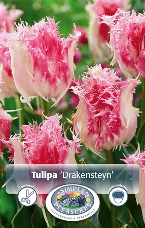 Tulipa Fringed Drakensteyn | Cappers 5 x 20