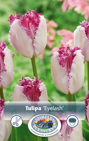 Tulipa Fringed Eyelash | Cappers 5 x 20