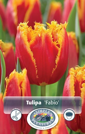 Tulipa Fringed Fabio | Cappers 5 x 20