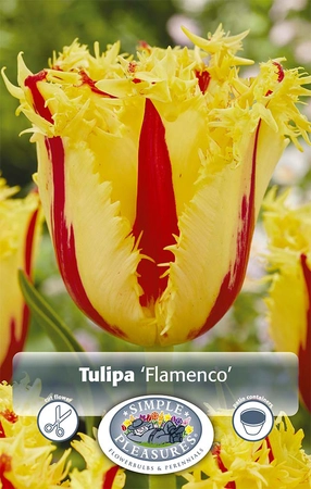 Tulipa Fringed Flamenco | Cappers 5 x 20