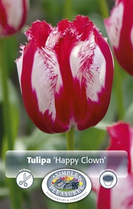 Tulipa Fringed Happy Clown | Cappers 5 x 20