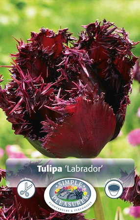 Tulipa Fringed Labrador | 80 pce