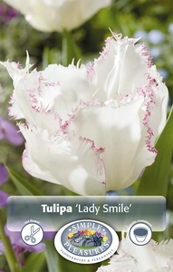 Tulipa Fringed Lady Smile | Cappers 5 x 20