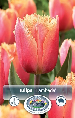 Tulipa Fringed Lambada | Cappers 5 x 20