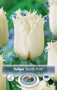 Tulipa Fringed North Pole | Cappers 5 x 20