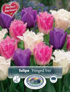 Tulipa Fringed Trio | Cappers 10 x 20