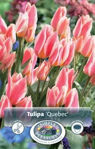 Tulipa Greigii Quebec | 80 pce