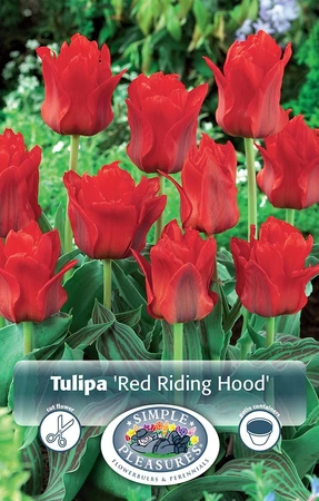 Tulipa Greigii Red Riding Hood | Cappers 5 x 20