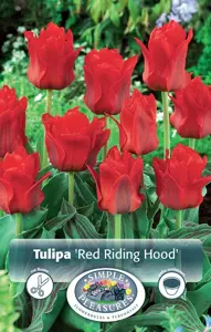 Tulipa Greigii Red Riding Hood | 80 pce