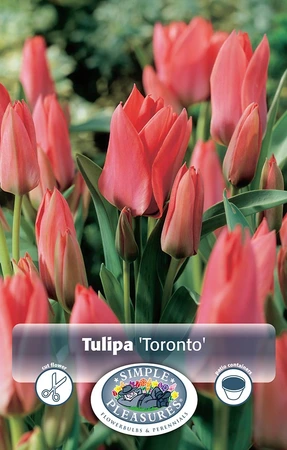 Tulipa Greigii Toronto | Cappers 5 x 20