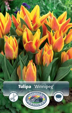 Tulipa Greigii Winnipeg | Cappers 5 x 20