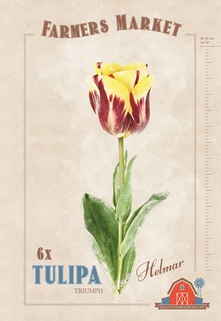 Tulipa Helmar | Cappers 6 x 20