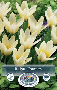 Tulipa Kaufmannia Concerto | 80 pce