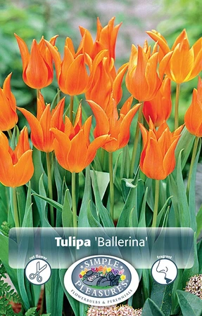 Tulipa Lily-Flowering Ballerina | Cappers 5 x 20