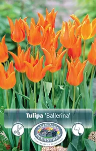 Tulipa Lily-Flowering Ballerina | 80 pce