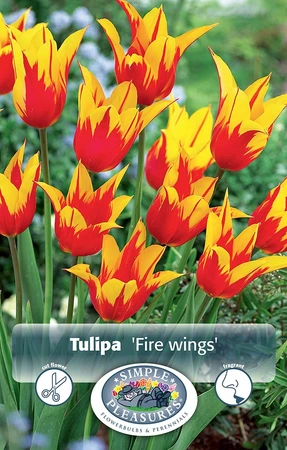 Tulipa Lily-Flowering Fire Wings | Cappers 5 x 20