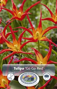 Tulipa Lily-Flowering Go Red | Cappers 5 x 20