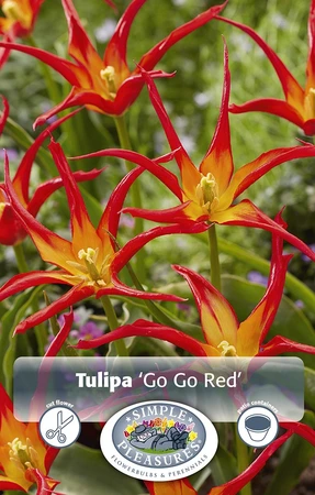 Tulipa Lily-Flowering Go Red | 80 pce