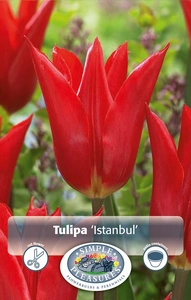 Tulipa Lily-Flowering Istanbul | 80 pce