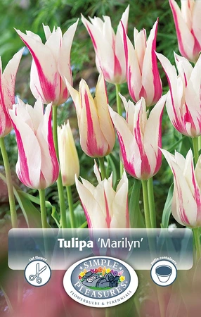 Tulipa Lily-Flowering Marilyn | Cappers 5 x 20