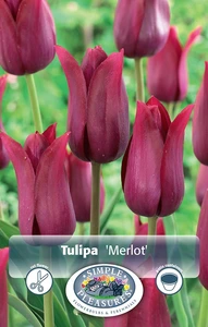 Tulipa Lily-Flowering Merlot | Cappers 5 x 20