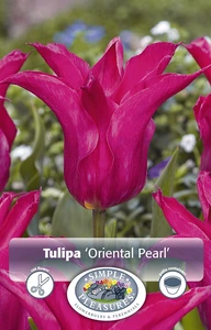 Tulipa Lily-Flowering Oriental Pearl | Cappers 5 x 20