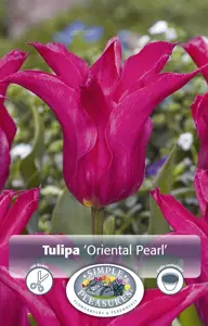 Tulipa Lily-Flowering Oriental Pearl | Cappers 5 x 20