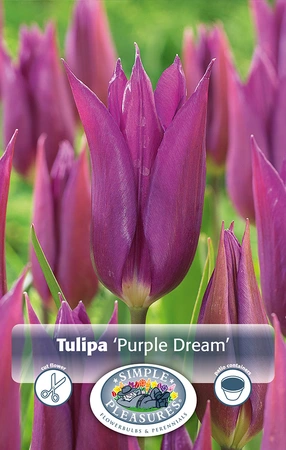 Tulipa Lily-Flowering Purple Dream | 80 pce