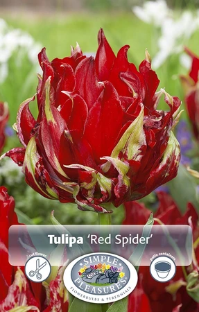 Tulipa Lily-Flowering Red Spider | Cappers 5 x 20