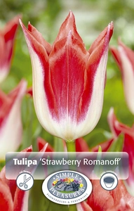 Tulipa Lily-Flowering Strawberry Romanoff | Cappers 5 x 20