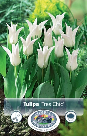 Tulipa Lily-Flowering Tres Chic | Cappers 5 x 20