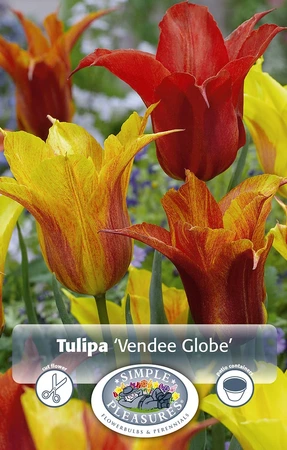 Tulipa Lily-Flowering Vendee Globe | Cappers 5 x 20