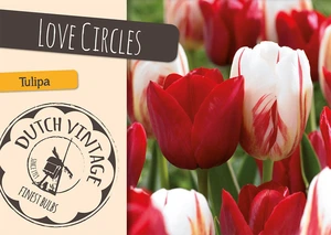 Tulipa Love Circles | Cappers 8 x 16