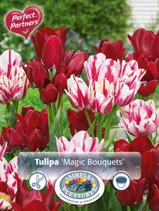 Tulipa Magic Bouquets | Cappers 8 x 20